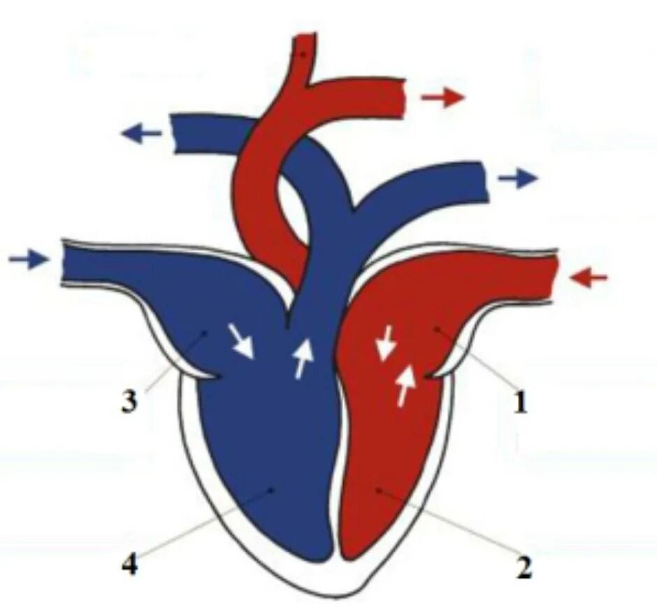 Камеры сердца у животных. Камеры сердца рисунок. Изображает сердце. Подпиши сердце животных. Четырехкамерное сердце наличие диафрагмы