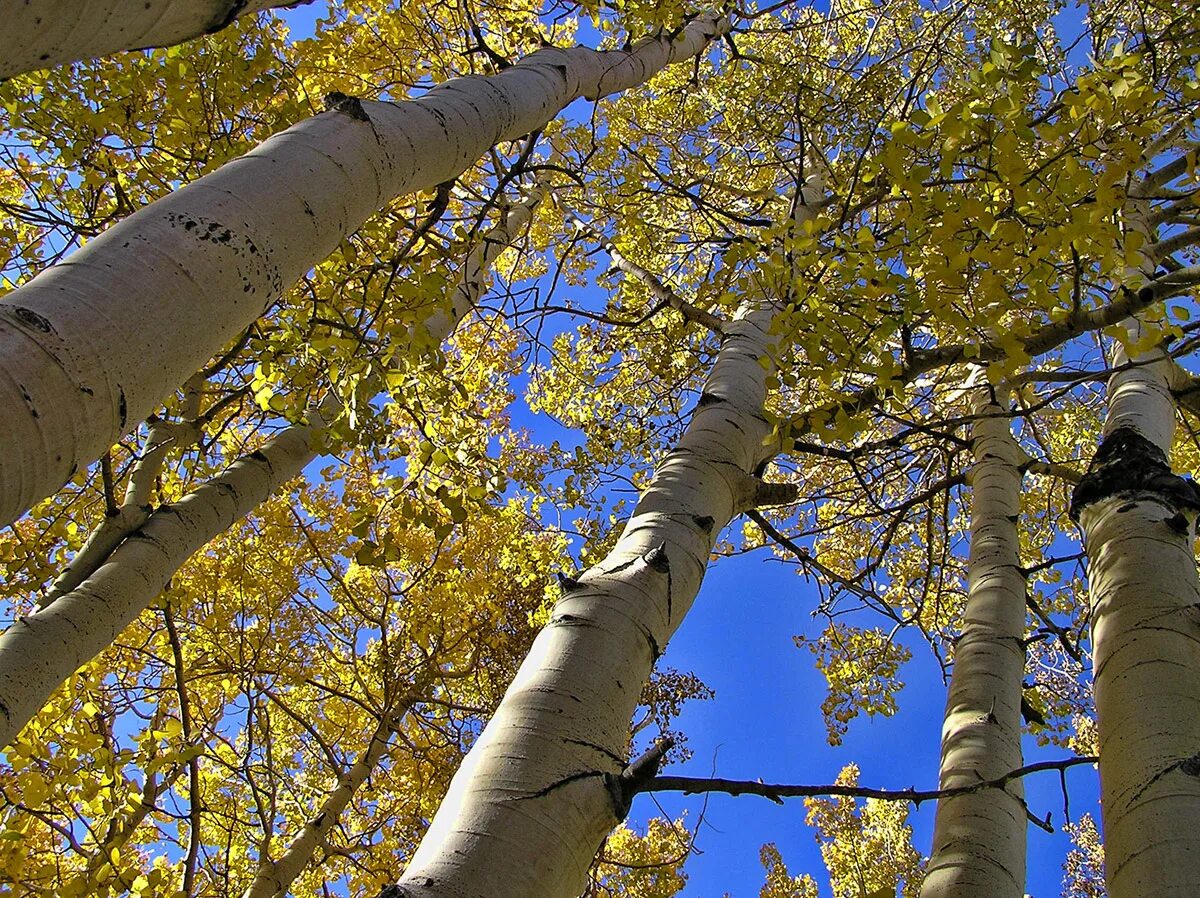 Тополь осинообразный. Осина (Populus tremula). Тополь дрожащий (Populus tremula). Тополь дрожащий осина. Какие отношения складываются между осиной и березой