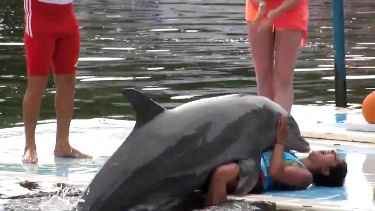 Дельфины любовь. Дельфины совокупляются. Дельфины спариваются. Спаривание людейи делтфинов. Самка дельфина.