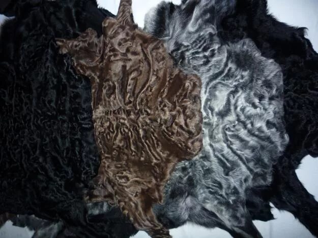 Мех какого животного самый дорогой. Каракульча овечка. каракуль каракульча мерлушка золотое руно. каракульча мех нерожденных ягнят. шуба каракульча.