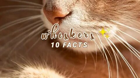 Whiskers home