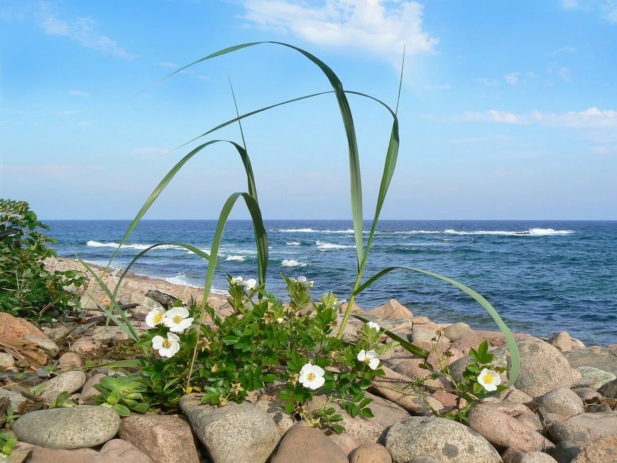 Прибрежный предобрый приступить. Растения морских побережий. Растения на берегу. Растения на берегу моря. Прибрежные растения.