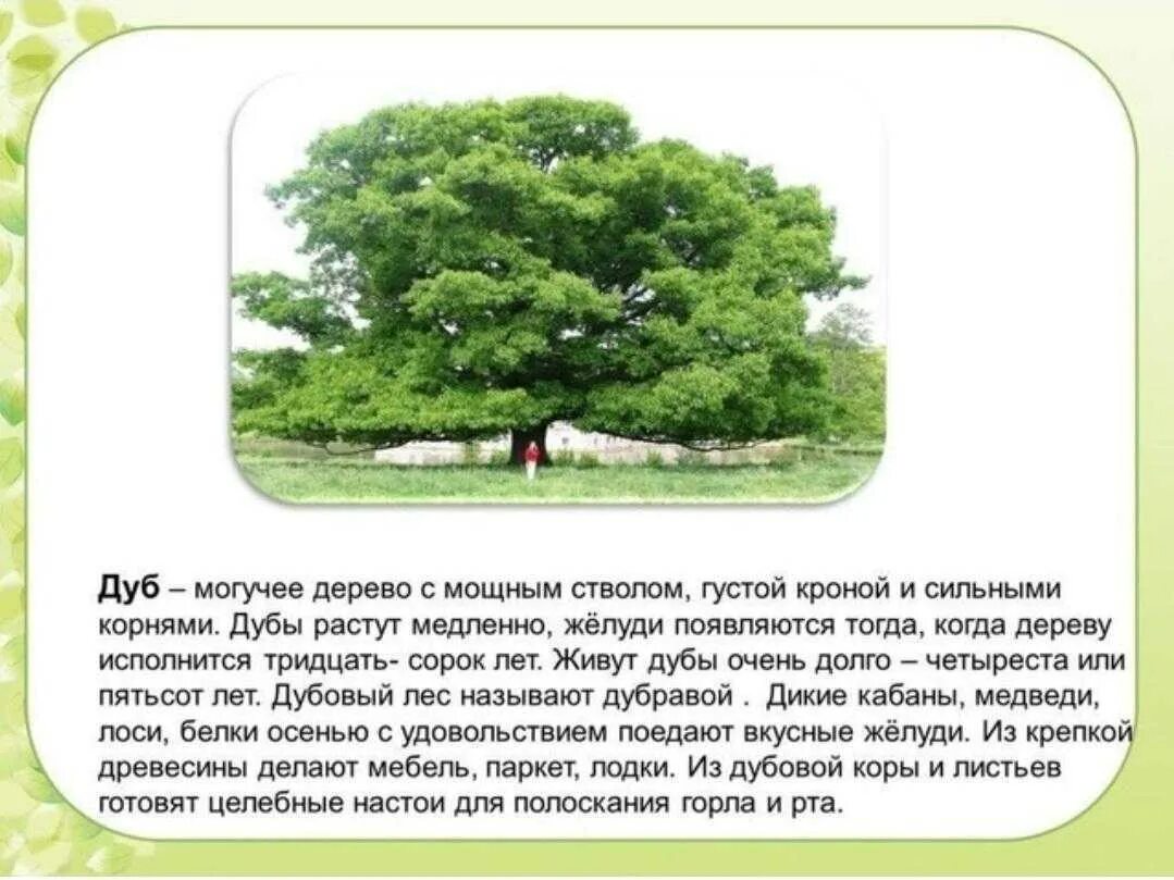 Дуб дерево описание. Дуб краткое описание. Описание дуба. Доклад о дереве.
