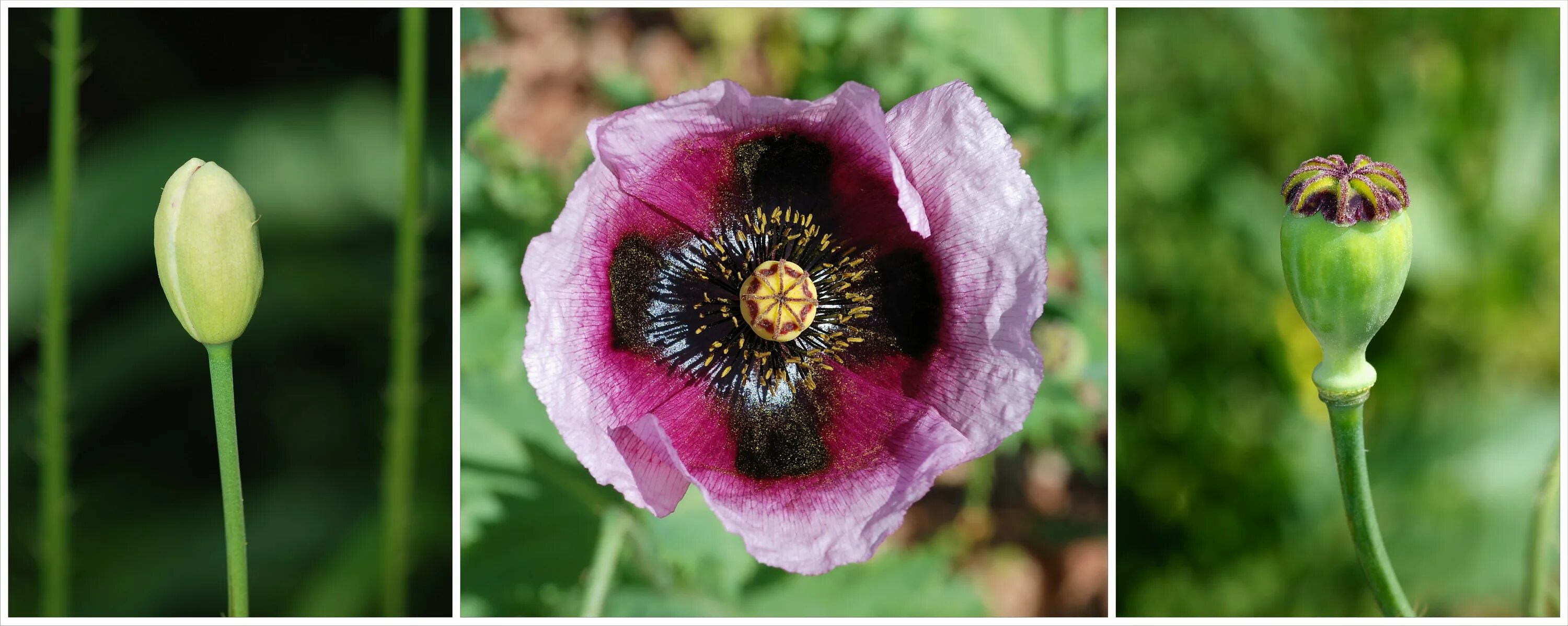 Решение мак. Мак снотворный коробочки. papaver orientale l. чашелистики. мак снотворный сырье. мак снотворный листья.