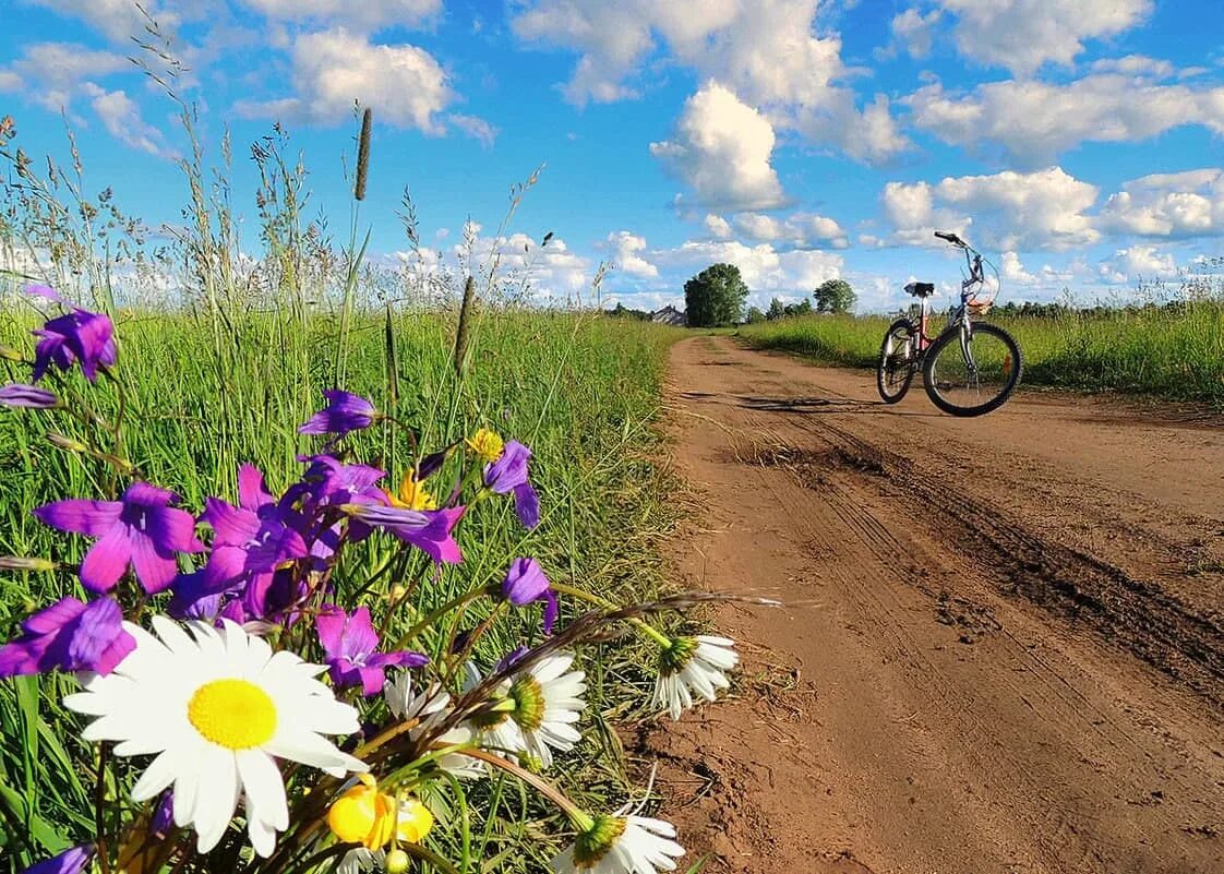 Песня нарву букет и подарю. Красивые полевые цветы у дороги. Лето велосипед. Дорога в поле с цветами. Полевые цветы и велосипед.
