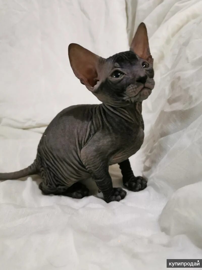 канадский сфинкс эльф взрослый. бамбино (порода). отдам донского сфинкса. донской сфинкс флок котята. сфинкс калининград.