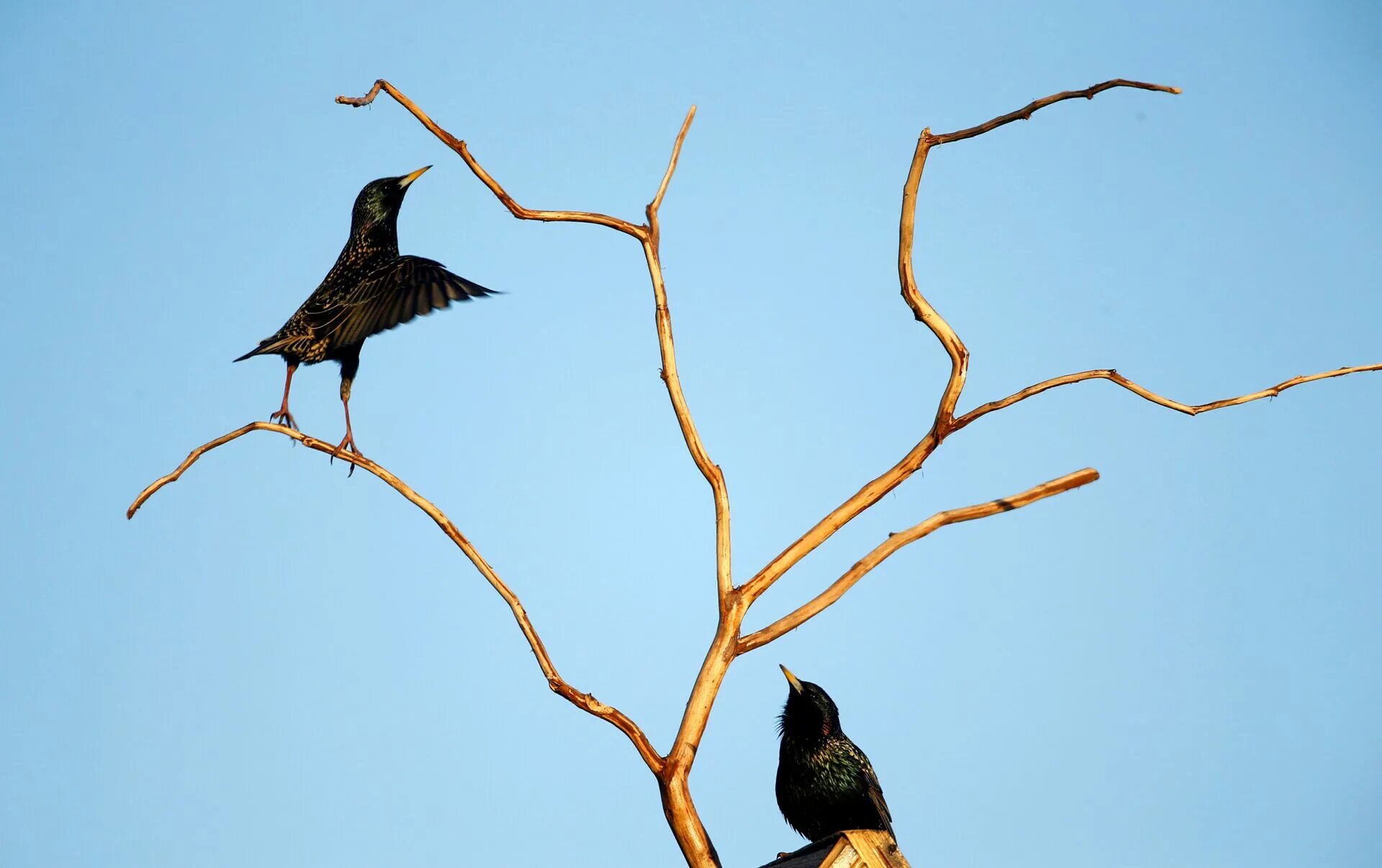 возвращаются скворцы. гнездо скворца. перелетные птицы. скворцы прилетели. возвращаются скворцы.