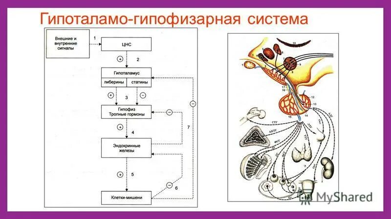 В работе гипоталамо гипофизарной системы заложен принцип. Гипоталамо-гипофизарная система функции. Гипоталамо гипофизарная система эндокринной железы. Механизм обратной связи гипоталамо гипофизарной системы. 6. Гипоталамо-гипофизарная система.