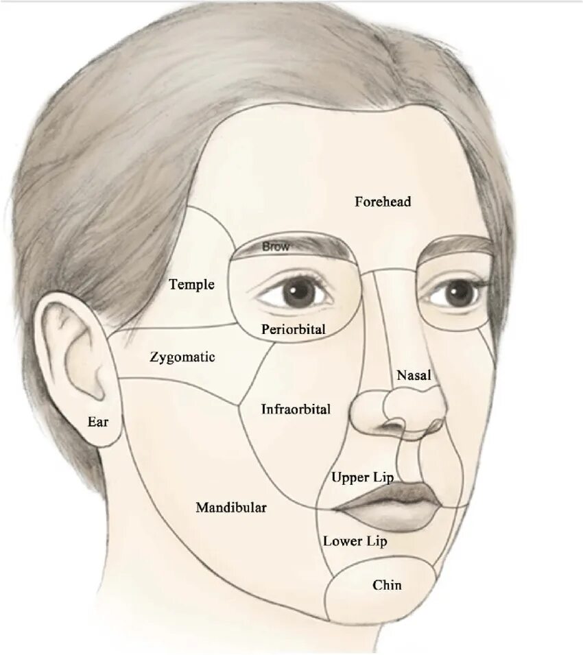 Лицо часть головы человека. Области лица. Зоны лица. Анатомические зоны лица. Области лица названия.