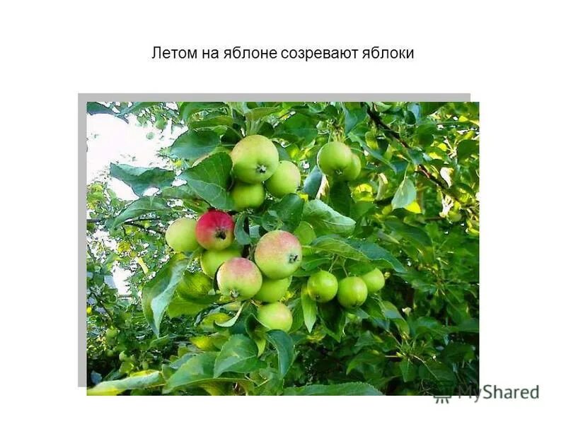 молдавия спелые яблоки. созревание яблока. в намангане яблоки зреют ароматные. белый налив яблоки созревание. янгикурган узбекистан.