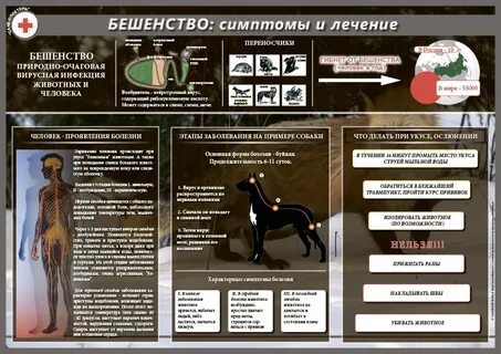Бешенство лечение