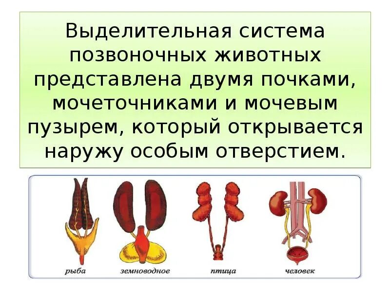Как происходит выделительная система млекопитающие. Как происходит выделительная система млекопитающие