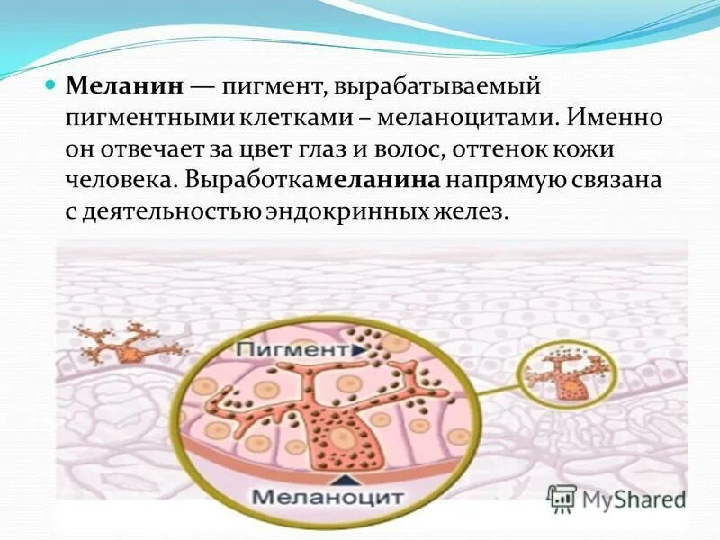 строение кожи меланин. клетки содержат пигмент меланин. строение волоса пигмент меланин. в коже содержится пигмент меланин. пигмент меланин вырабатывается клетками.