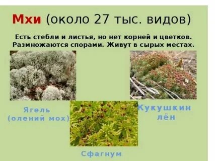 К какому царству относятся мхи