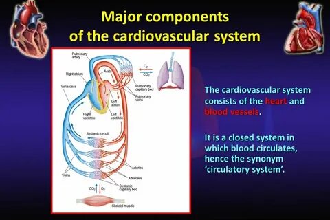 Cardiovascular system