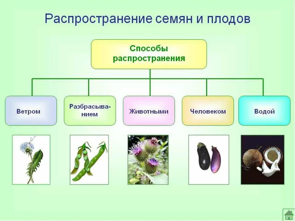 Какие растения переносятся ветром. Распространение плодов и семян 6 класс биология. Размножение растений семенами. Распространение плодов и семян.. Распространение плодов 6 класс биология. Схема распространения плодов и семян биология 6.