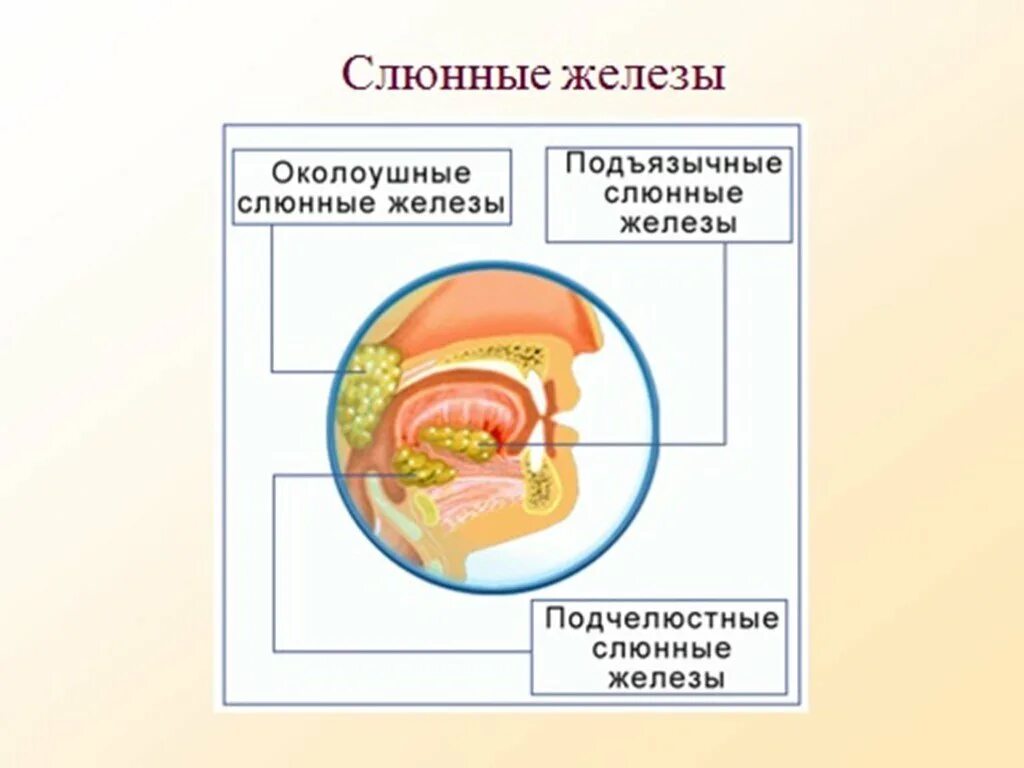 Пищеварительная система человека зубы. Зубы пищеварение в ротовой полости и в желудке 8 класс. биология 8 класс пищеварение в ротовой полости. пищеварение в ротовой полости и желудке 8 класс биология. пищеварение в ротовой полости 8 класс схема.