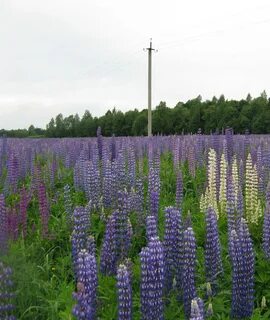 Люпины липецкая область