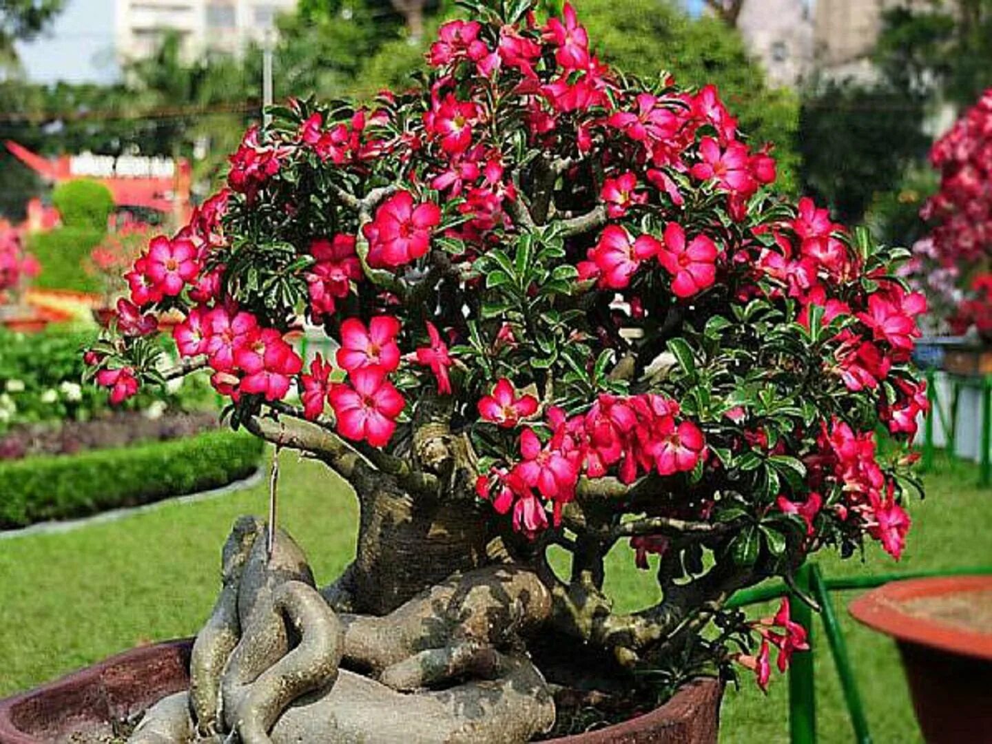 адениум цветок. адениум микс колор. адениум плант. адениум obesum desert rose. адениум обесум(роза пустыни).