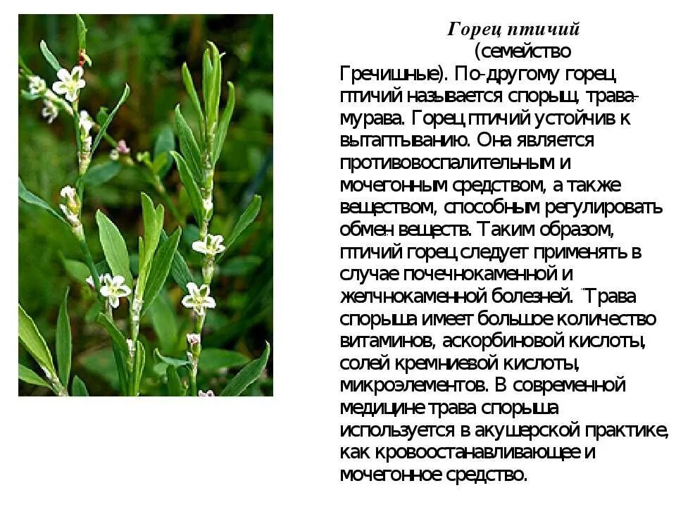 Трава мурава горец птичий. Горца птичьего трава свойства. Горца трава спорыш. Горца птичьего трава свойства. Горца птичьего трава свойства.