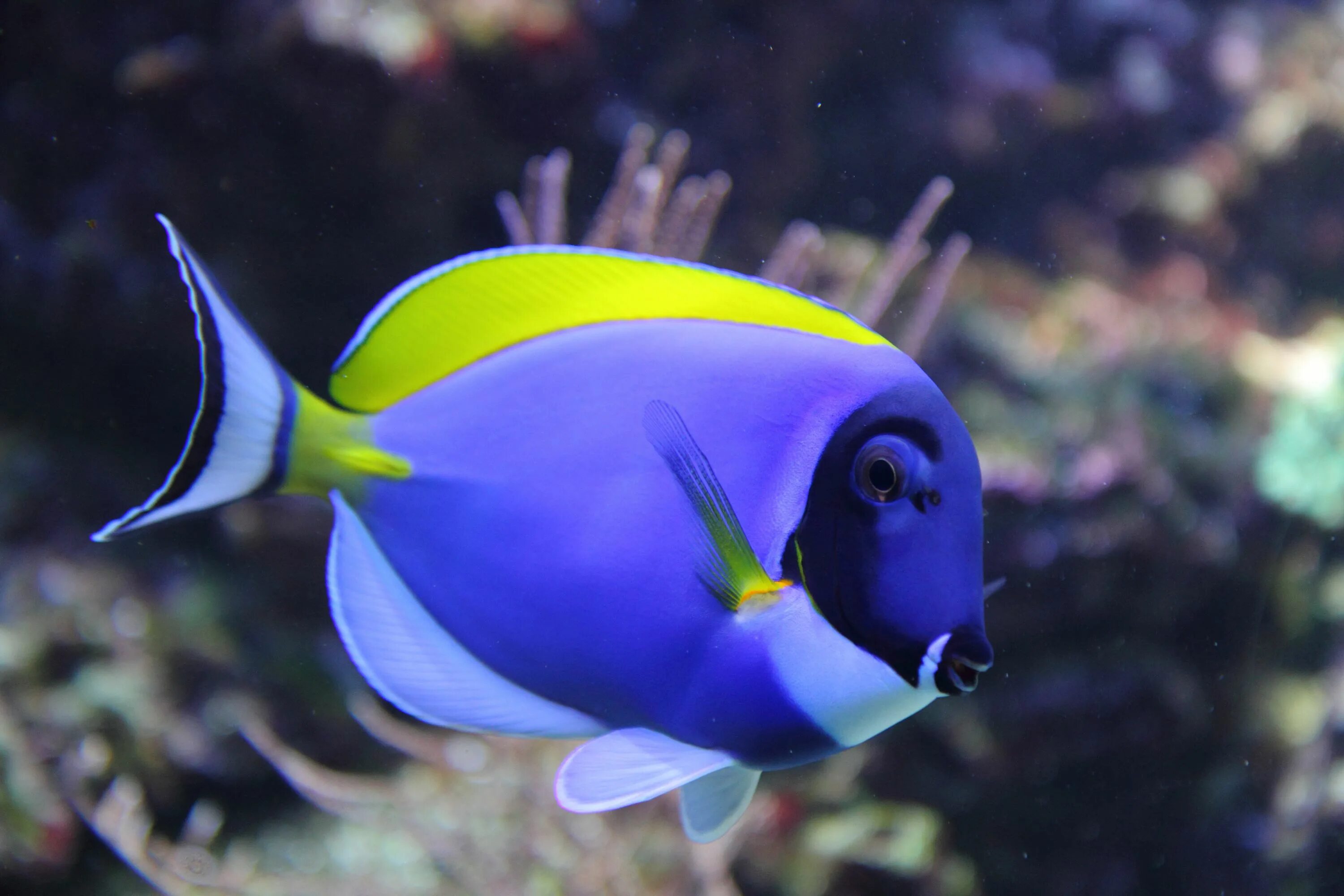 Fish inside fish