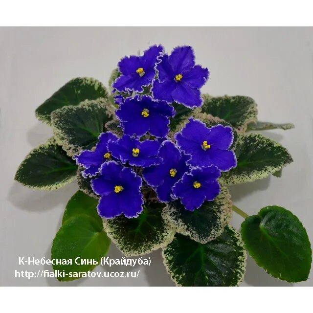 Virtual Violet :: Просмотр темы - К-Небесная Синь (Е.Крайдуба) African violets, 
