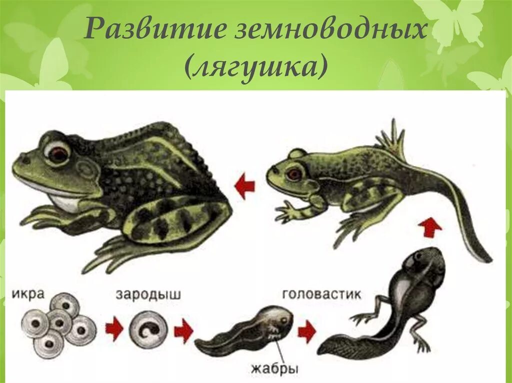 Жизненный цикл развития лягушки. Этапы развития головастика лягушки. Стадии развития головастика лягушки. Стадии размножения лягушки.