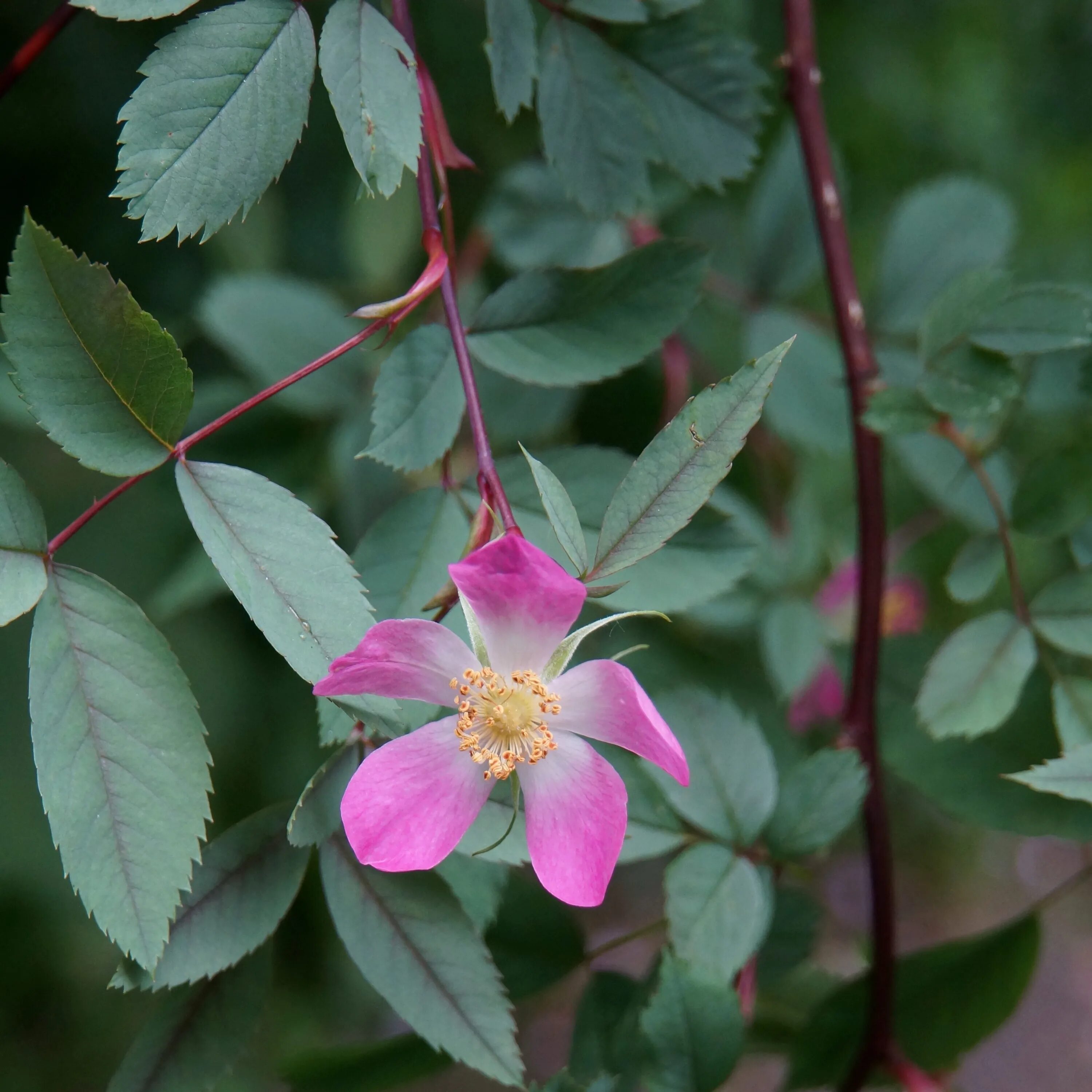 Тренд давить розовое растение. Высокорослые розы. Завязь розы. Rosa rubrifolia. Завязь розы.