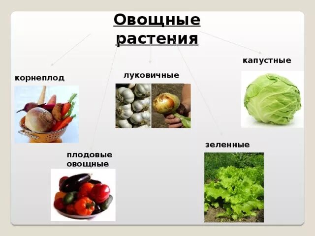 Плодовые овощные растения. Овощные растения примеры. Капустные овощные растения. Презентация плодовые овощные растения 6 класс. Список овощных растений