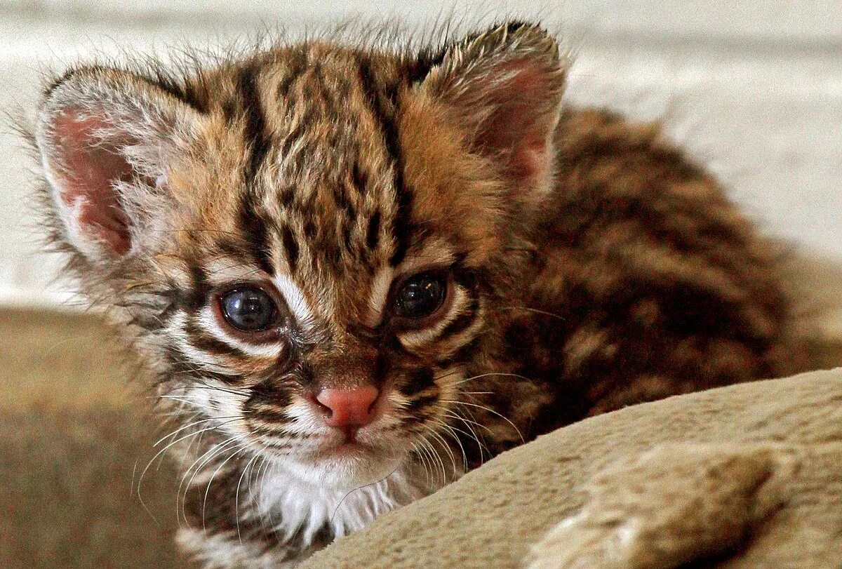Baby Ocelot / Carnivora Felidae Felinae Leopardus pardalis / face juvenile (With