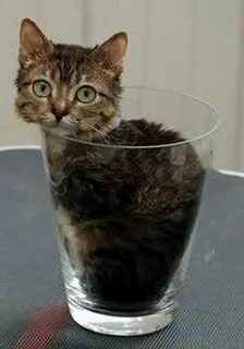 Самое маленькое кошачье
