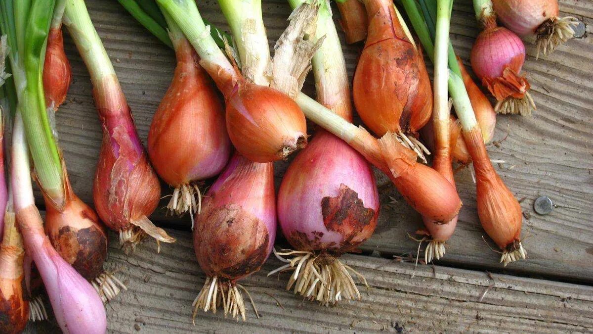Лук шалот чем отличается. Лук репчатый и шалот отличия. Лук-шалот. Лук шалот чем отличается. Лук батун шалот.