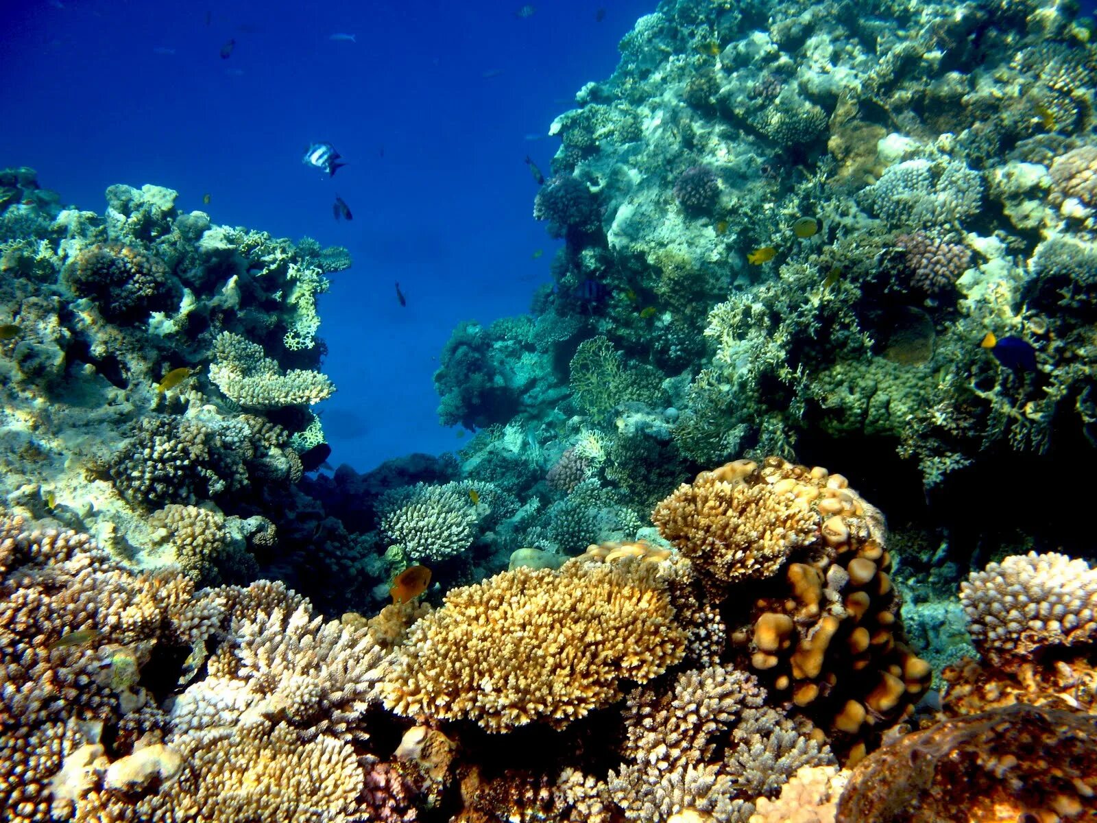 Подводный мир красного моря Хургада. Подводный мир Египта Хургада. Красное море Хургада под водой. Рыбы красного моря Египет Хургада. Температура красного моря хургада