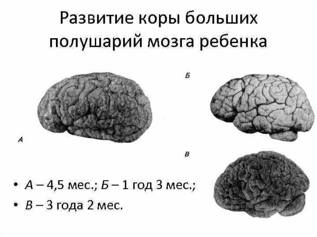 Развитие мозга возраст. Развитие коры больших полушарий головного мозга. Этапы развития коры больших полушарий головного мозга в онтогенезе.. Эмбриональное развитие коры больших полушарий. Мозг ребенка и взрослого.