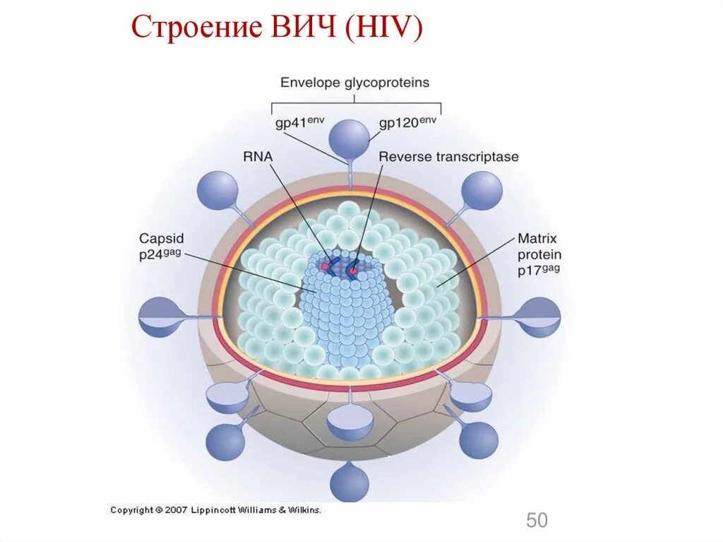 Строение вич. ВИЧ структура вириона. Структура вируса ВИЧ микробиология. ВИЧ 1 структура. Строение вируса СПИДА схематично.