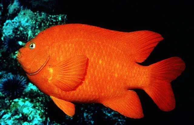 Рыба фэмили. Гарибальди рыба. Лабиоза оранжевая (самец). Рыба Кардинал самец. Гарибальди рыба фото.