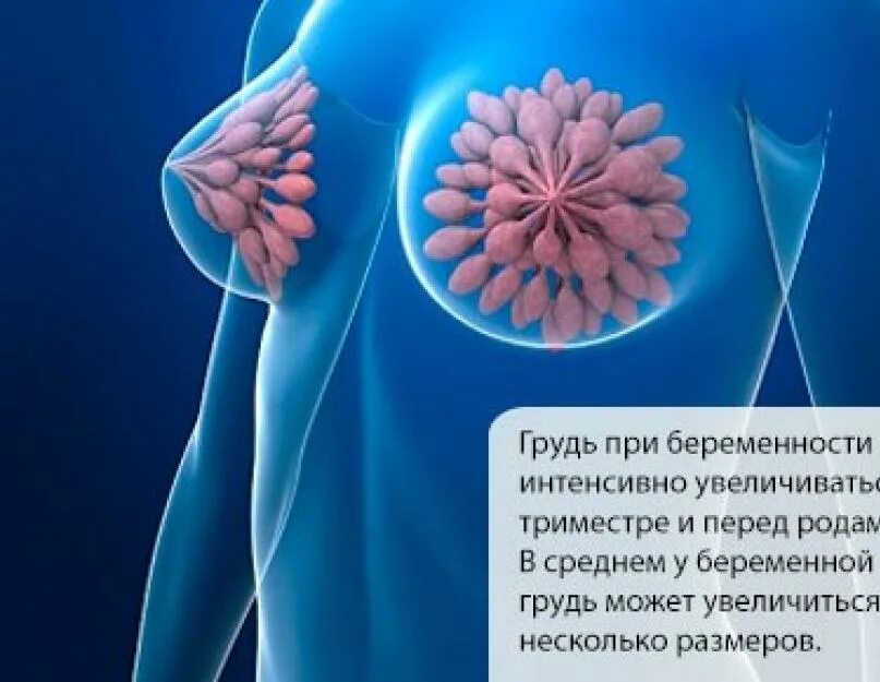 Когда начинает болеть молочные железы. Грудь при беременности. грудь пртбеременности. молочные железы при беременности. грудь при беременносьт.