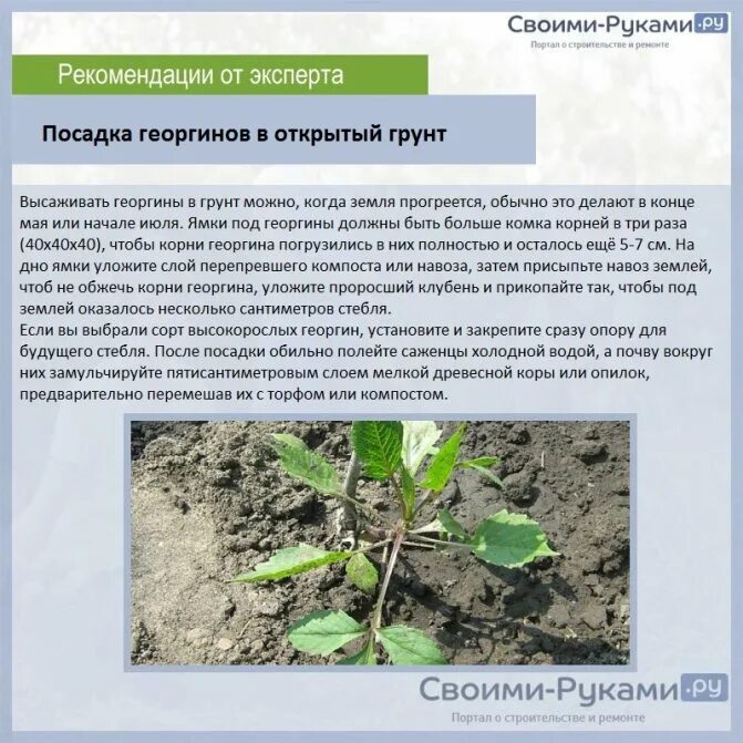 На какую глубину сажать георгины. Схема посадки георгинов однолетних. георгины пересадка рассады.