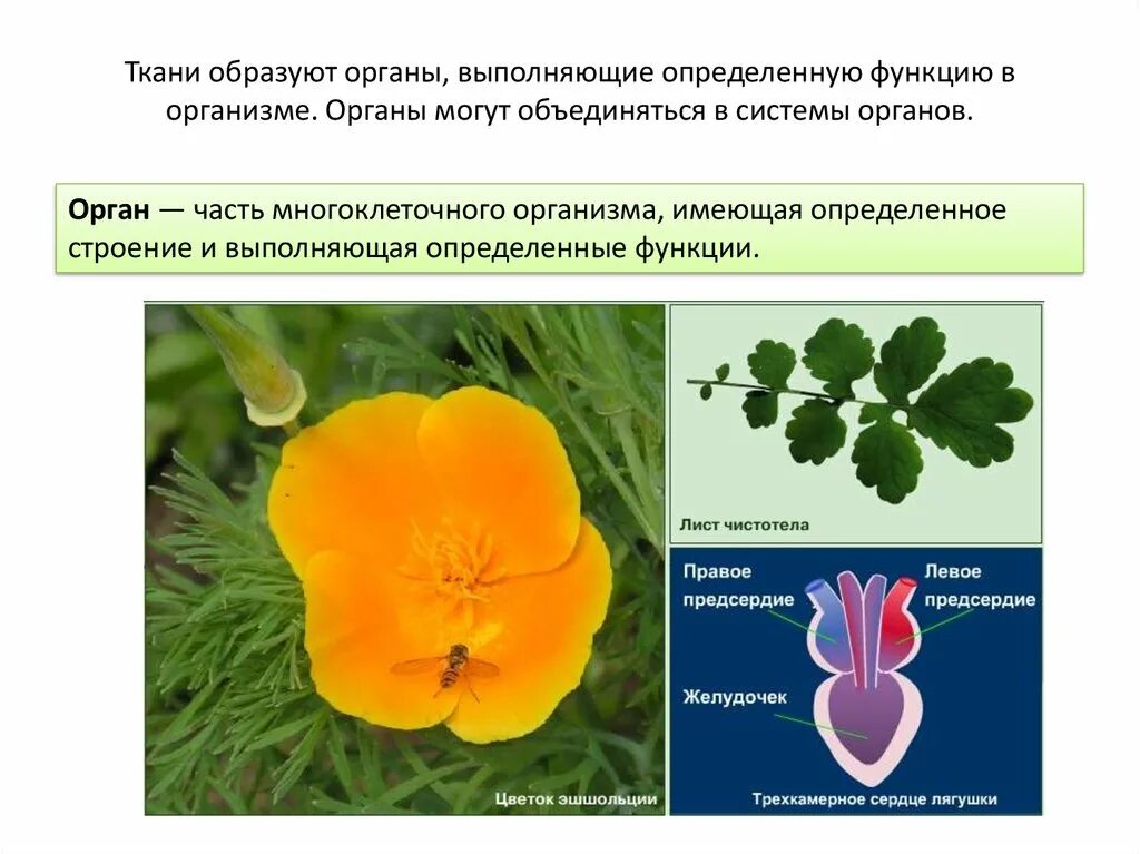 Органный уровень организации. Ткани образуют органы. Уровни организации организма органный. Органный уровень организации жизни.