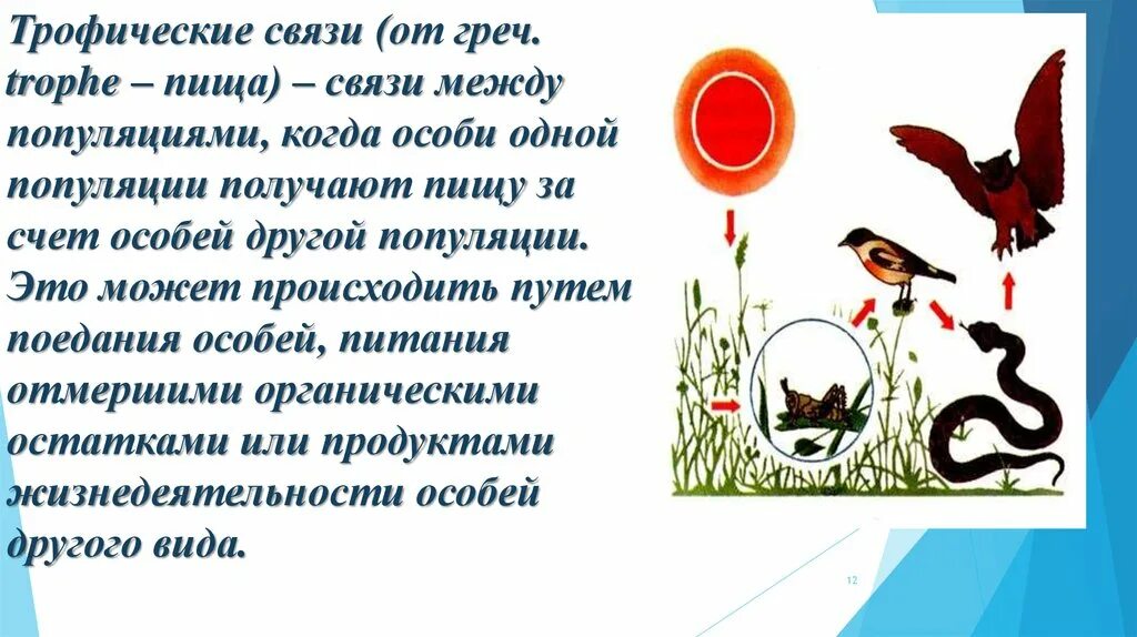 Виды связей между популяциями. Связи в популяции. Трофические связи в биоценозе. Связи между популяциями в биоценозе. Взаимосвязи популяций.