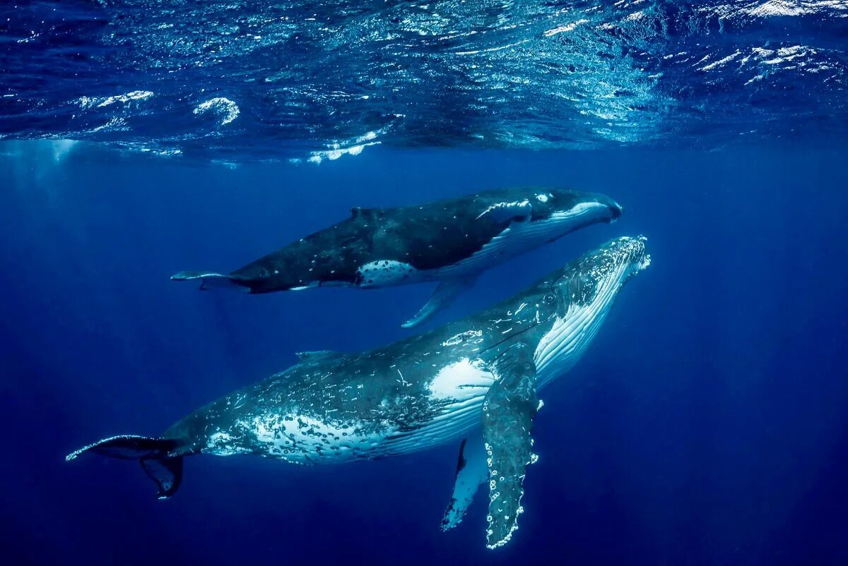 Кит Горбач. Китообразные горбатый кит. Синий кит Горбач. Горбач горбатый кит.