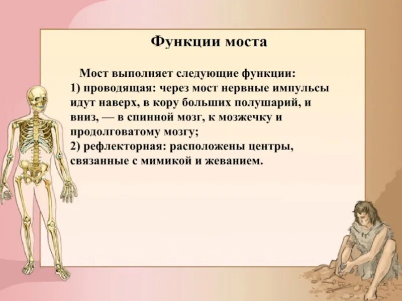 Мост функции. Функции моста головного мозга. мост головного мозга строение и функции. каковы функции моста головного мозга. мост мозга функции кратко.