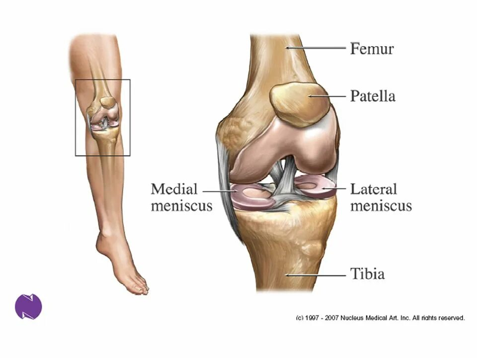 Наружный латеральный мениск. Медиальный мениск колена. Латеральный и медиальный мениск коленного сустава. Внутренний и наружный мениск. Повреждения мениска коленного сустава как лечить