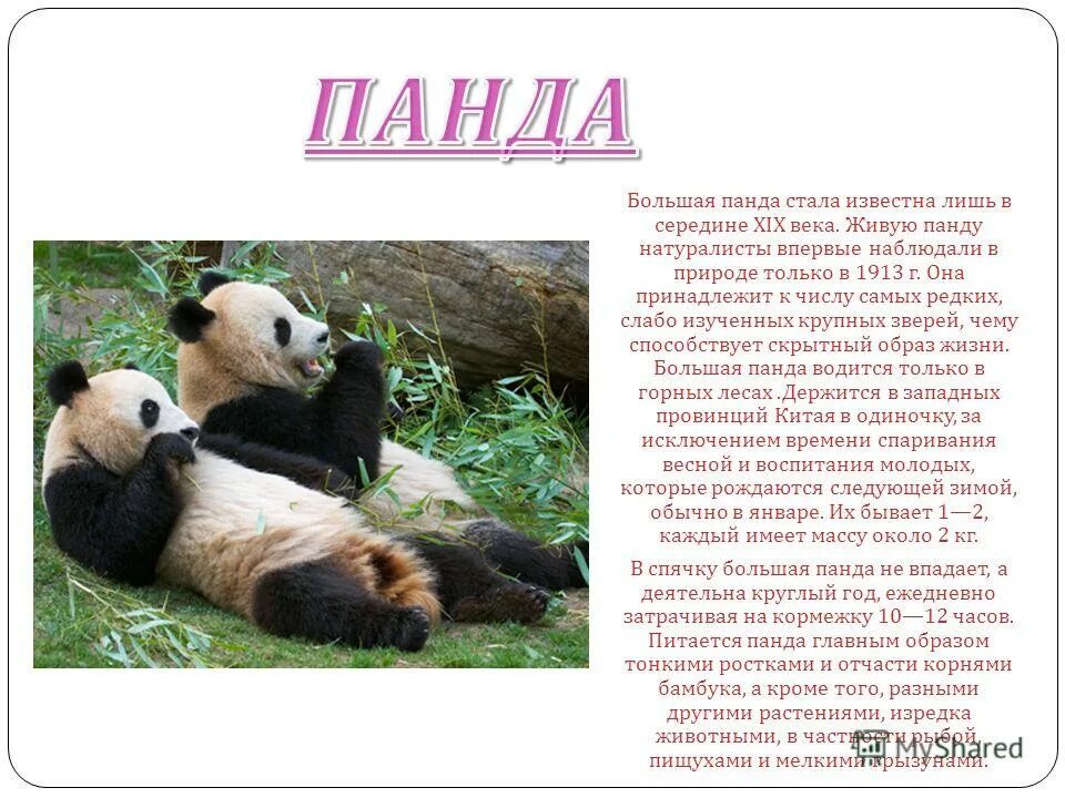 Панда