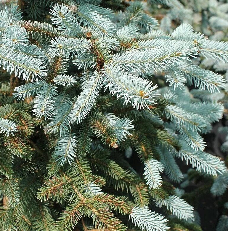 Ель колючая pungens. Ель колючая (Picea pungens "Erich Frahm")*. Ель колючая Picea pungens. Ель колючая Эрих Фрам (с5 н30-40). Ель колючая Эрих Фрам (Picea pungens Erich Frahm).