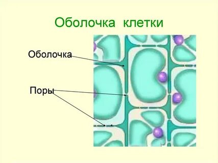 Клеточная оболочка это в биологии