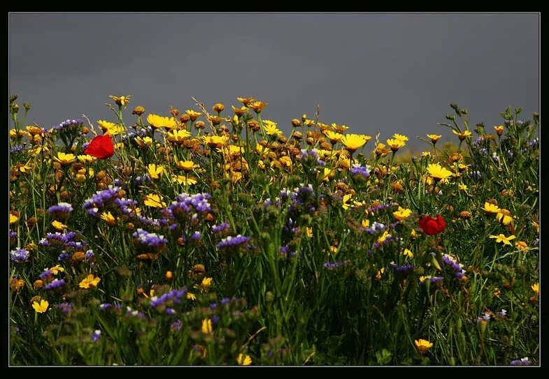 Полевые цветы бунин рабочий лист. Иван бунин полевые цветы. Иван бунин полевые цветы. Иван алексеевич бунин полевые цветы стихотворение. Иван алексеевич бунин полевые цветы.