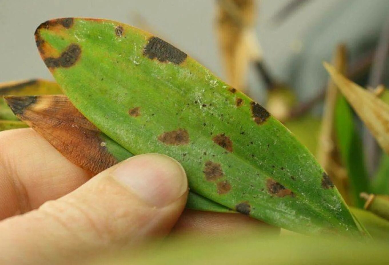 Антракноз болезнь растений. Филлостиктоз (бурая пятнистость). Пятна на листьях растений. Табернемонтана щитовка. Септориоз антуриума.