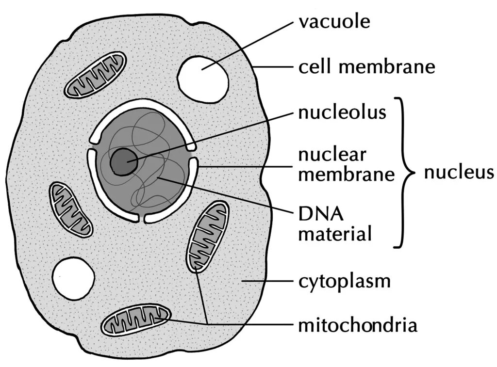 Write cell. Рисунки в клетку. клетка животных схематично. animal cell structure. строение клетки рисунок.