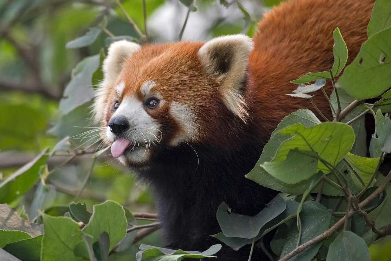 Красная па. Ailurus Fulgens Red Panda. Малая (красная, рыжая, енотовидная) Панда. Малая Панда (Ailurus Fulgens. Енотовидная Панда.